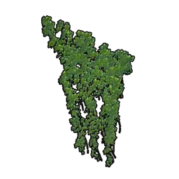 壁掛け観葉植物セット